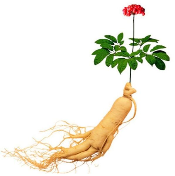 Raíz de ginseng en XTrazex (1)