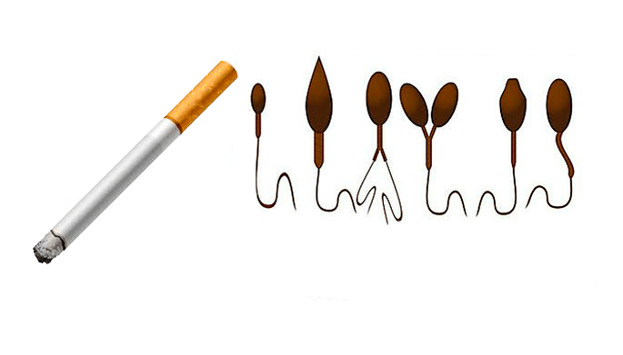 Estructura anormal de los espermatozoides debido a la adicción al tabaco