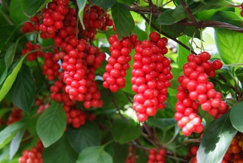 Schisandra para aumentar la potencia.