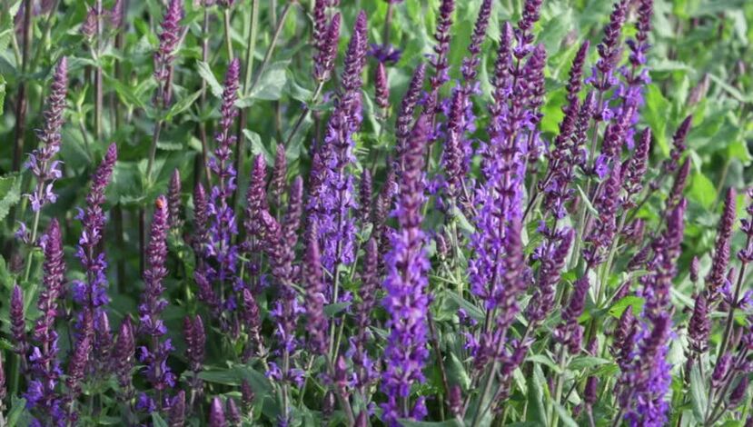 salvia para aumentar la potencia